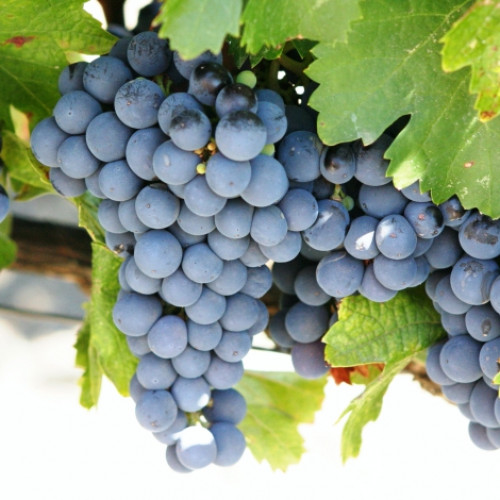 Winorośl Cabernet de Sauvignon interface.image 1 interface.art 7336