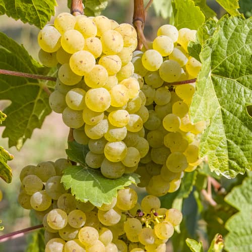 Winorośl Seyval Blanc, P9 interface.image 2 interface.art 7343