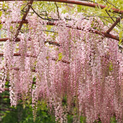 Wisteria floribunda Kuchi-beni, С2 изображение 1 артикул 8274