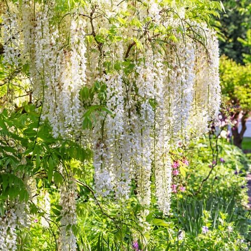 Wisteria floribunda Shiro-noda, С2 изображение 1 артикул 8277