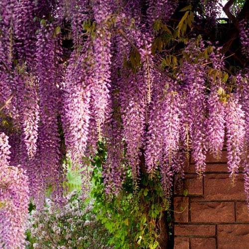 Wisteria sinensis Pink imagine 3 articol 6541