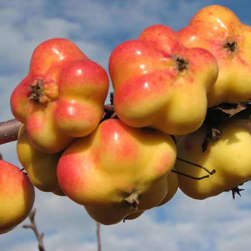 Ябълка Apistar изображение 1 артикул 4850