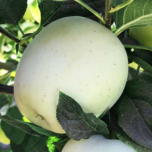 Ябълка Willow изображение 1 артикул 4855