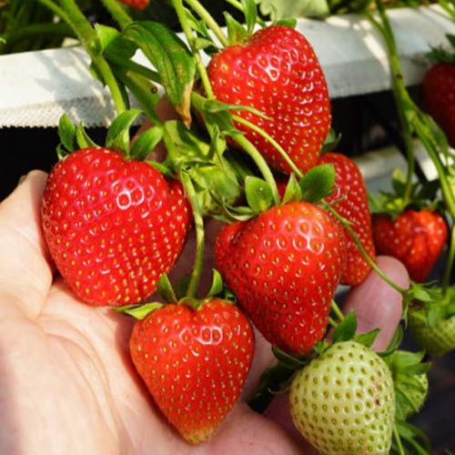 Ягода Daroyal изображение 1 артикул 5396