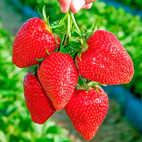 Ягода Darselect изображение 1 артикул 5397