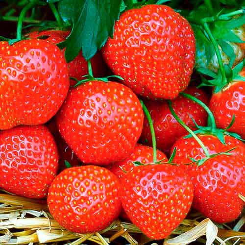 Ягода Fernando изображение 1 артикул 5195