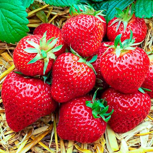 Ягода Florence изображение 1 артикул 5400