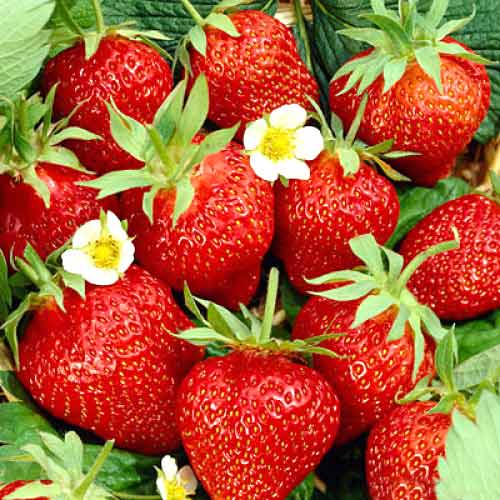 Ягода Kimberly изображение 1 артикул 5403