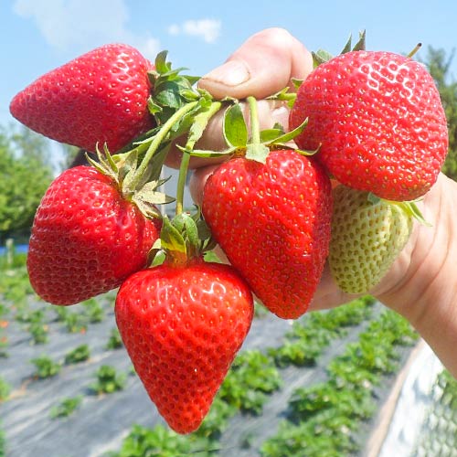 Ягода San Andreas изображение 1 артикул 5411