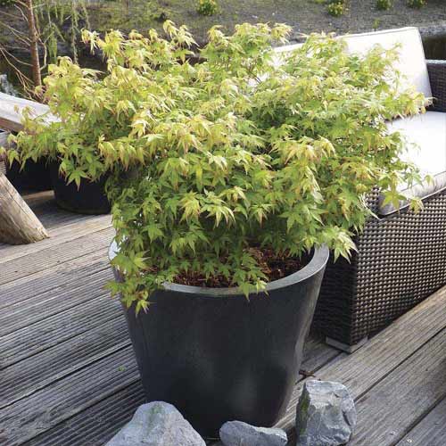 Японски клен Little Princess, С3 изображение 1 артикул 8500