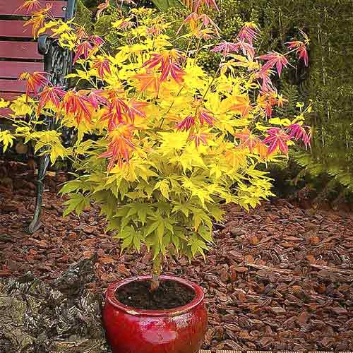 Японски клен Orange Dream, С3 изображение 1 артикул 8501