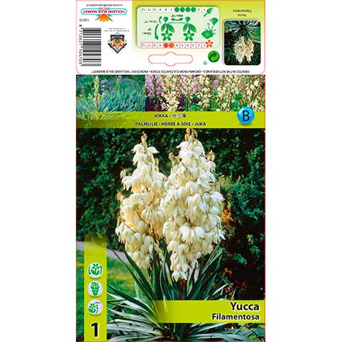 Yucca Filamentosa imagine 1 articol 76366