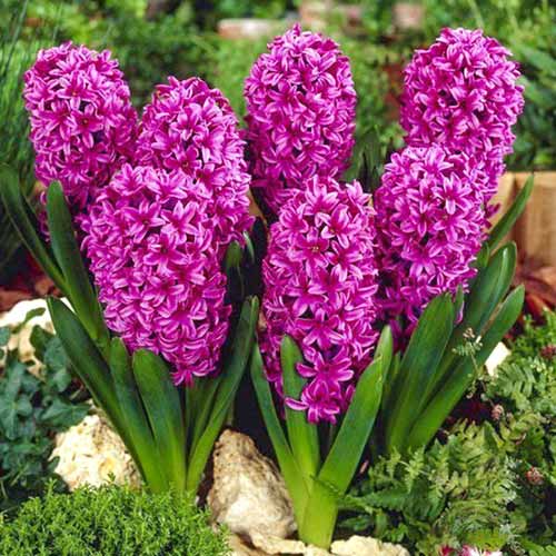 Zambile Broadway imagine 1 articol 67582