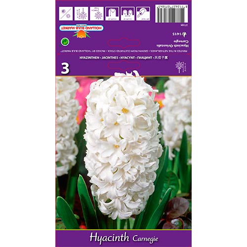 Zambile Carnegie imagine 1 articol 67587