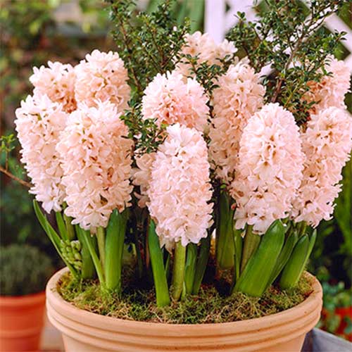 Zambile China Pink imagine 1 articol 67595