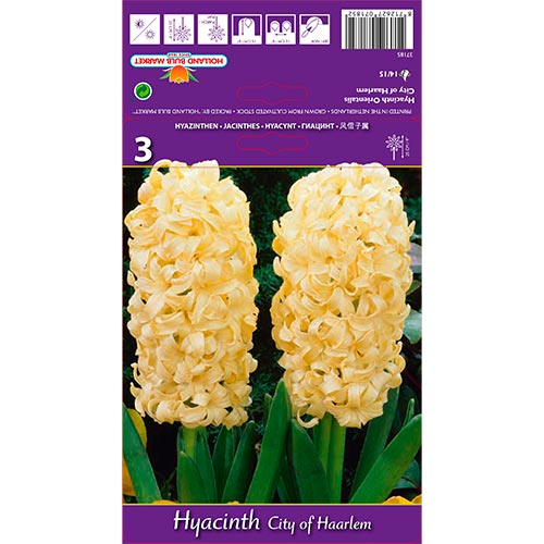 Zambile City of Haarlem imagine 1 articol 67594