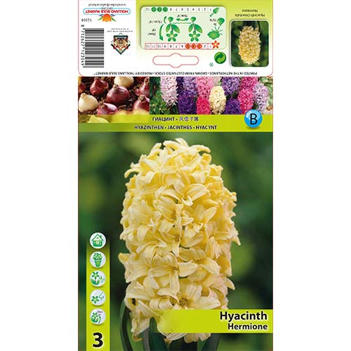 Zambile Hermione imagine 1 articol 70271