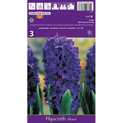 Zambile Marie imagine 1 articol 67588