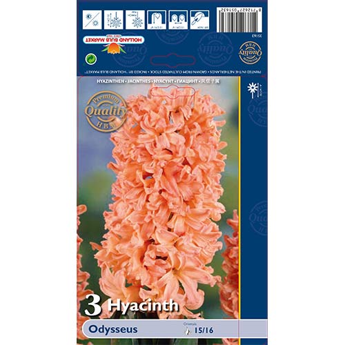 Zambile Odysseus imagine 1 articol 68010