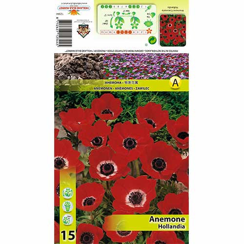 Zawilec (Anemone) Hollandia interface.image 1 interface.art 70336