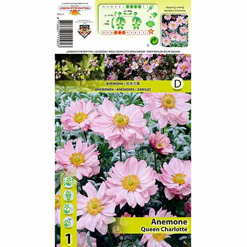 Zawilec japoński (Anemone japonica) Queen Charlotte interface.image 1 interface.art 70340
