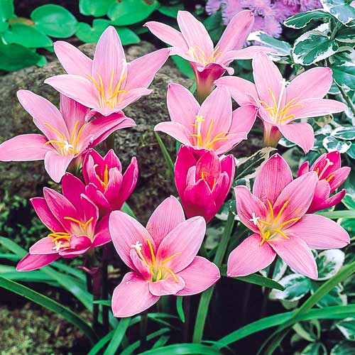 Зефирантес Robustus изображение 1 артикул 70457