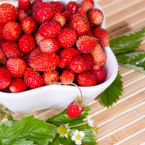 Fragi Regina imagine 1 articol 9606