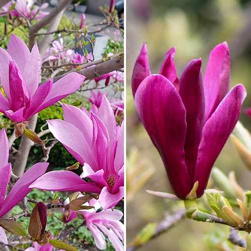 Zestaw Magnolii, 2 sadzonki interface.image 1 interface.art 5870