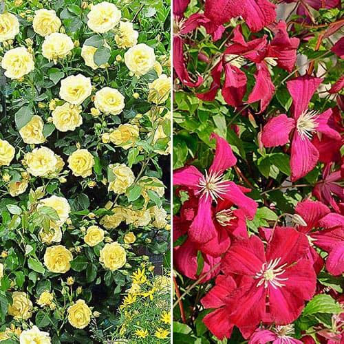Super oferta! Zestaw Powiew lata, róża i clematis interface.image 1 interface.art 4648