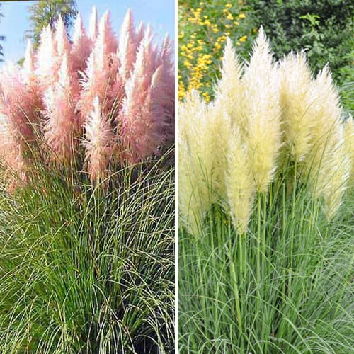 Ofertă specială! Iarbă de pampas Duo, set de 2 soiuri imagine 1 articol 5448