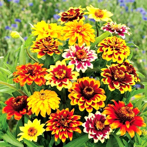 Zinnia, amestec mexican imagine 1 articol 8764