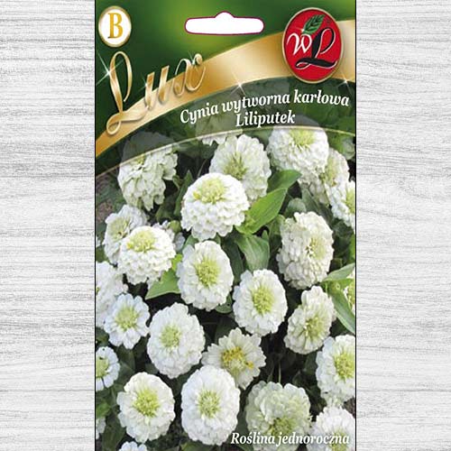 Zinnia (Cârciumăreasă) Liliputek pitică albă imagine 1 articol 78661