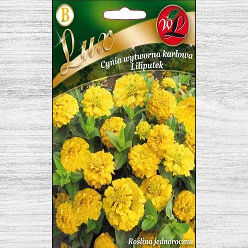 Zinnia (Cârciumăreasă) Liliputek pitică galbenă imagine 1 articol 78663