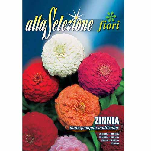 Zinnia (Cârciumăreasă) Pompon, mix multicolor imagine 1 articol 96328