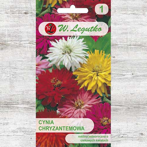 Zinnia (Cârciumăreasă) tip crizantemă, mix multicolor Legutko imagine 1 articol 86821