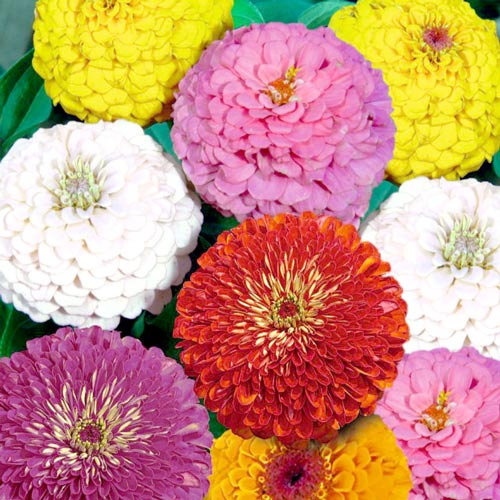 Zinnia Super Yoga, amestec imagine 1 articol 8763