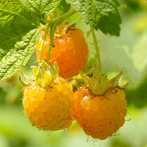 Zmeur remontant Golden Queen, Р9 imagine 1 articol 7608