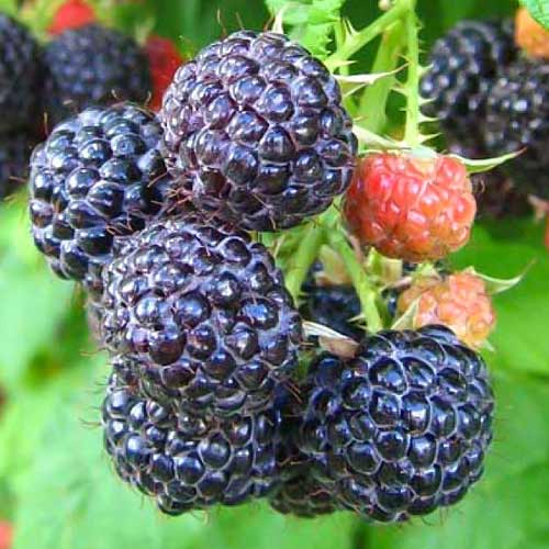 Zmeur negru Cumberland imagine 1 articol 7550