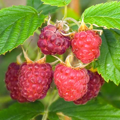 Zmeur Brandywine imagine 1 articol 5837