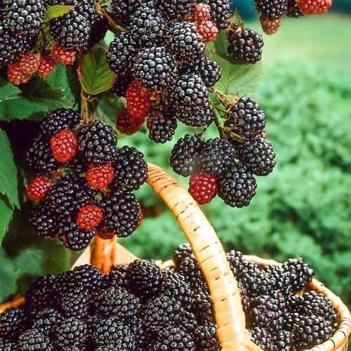 Zmeur negru Bristol imagine 1 articol 7551