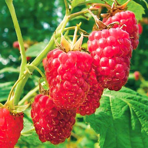 Zmeur remontant Early Sweet imagine 1 articol 7607