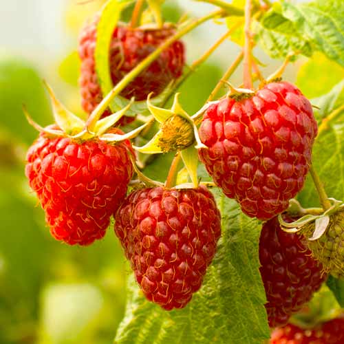 Zmeur remontant Red Giant, Р9 imagine 1 articol 7536