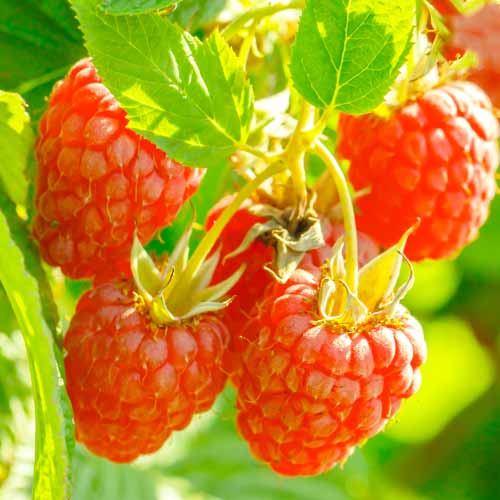 Zmeur Heritage, Р9 imagine 1 articol 7616