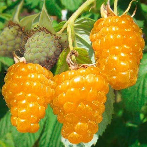 Zmeur pe tulpină Gold imagine 1 articol 7556