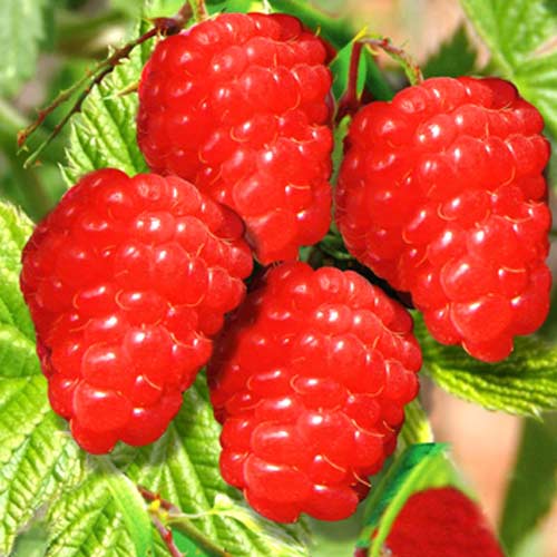 Zmeur pe tulpină Red imagine 1 articol 7557