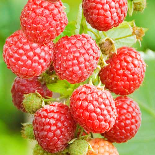 Zmeur remontant Pokusa imagine 1 articol 7543