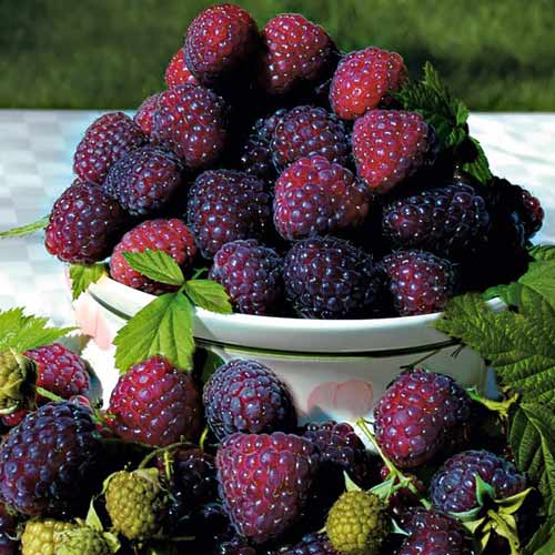 Zmeur Purpuriu imagine 1 articol 7547