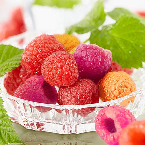  Super-ofertă!  Set de zmeuri Quattro 4 răsaduri imagine 1 articol 4953