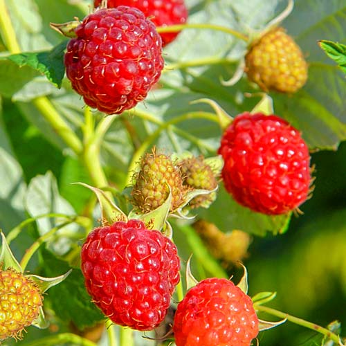 Zmeur Red imagine 1 articol 7698