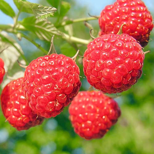 Zmeur remontant Red imagine 1 articol 8035